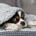 犬にも冷え性ってあ…