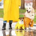 愛犬と雨の日でも快…