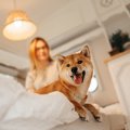 保護犬を迎えてのお…