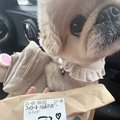 犬とスタバへ→商品を…