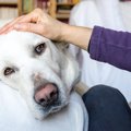 犬を看取った後にす…