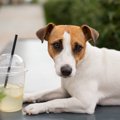 犬が炭酸飲料を舐め…