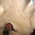 『ズル休み代行サー…