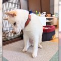 【謝罪】これは謝る…