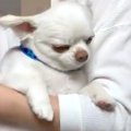 「散歩は嫌いだけど…