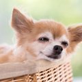 犬の飼い主にありが…