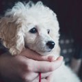 犬がこの仕草をして…