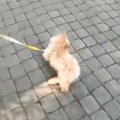 『人が好きすぎる子…
