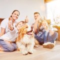 犬のしつけに叱ると…