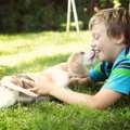 犬伝染性肝炎ってど…