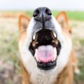 犬が拾い食いすると…
