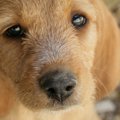 なぜペットショップ…