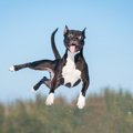 犬が興奮しすぎてし…
