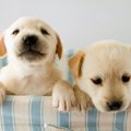 子犬が死亡しやすい…