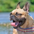 犬が『くしゃみ』を…