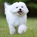 【獣医師監修】ペマ…