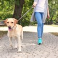飼い犬に関連する『…