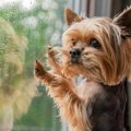 愛犬との散歩中に雨…