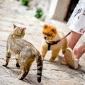 どう見ても最高！犬…