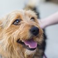 犬の皮膚病「ホット…