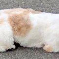 腰が低すぎる犬→他の…