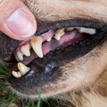 犬の無麻酔による歯…