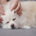 犬は飼い主に触れら…