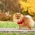 犬の飼育にかかる毎…