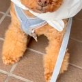 大雨の日、犬に着せ…