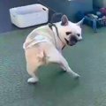 ドッグランで遊ぶ犬…