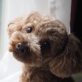 小型犬は散歩に行か…