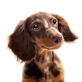 犬の嗅覚はどのくら…