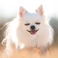 あるある♡犬がよくす…