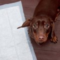 犬のウンチがトイレ…