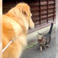 犬が散歩中に『おし…