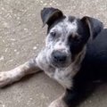 次々に見つかる子犬…