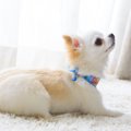犬のお尻が可愛すぎ…