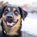 犬に『正しく気持ち…