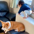 1歳の男の子が段差を…