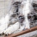犬の『里親』に絶対…