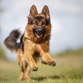 盲導犬サーブの感動…