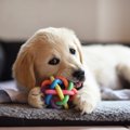 犬が『おもちゃを離…