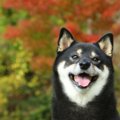 犬が飼い主に対して…