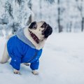 あなたの犬はどう？…