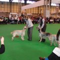ドッグショーの魅力…