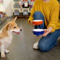 犬に買ってはいけな…