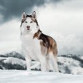 アラスカの永久凍土…