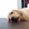 犬が栄養失調！毎日…