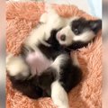 子犬をお迎えしたら……