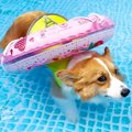 犬が『浮き輪を使う…